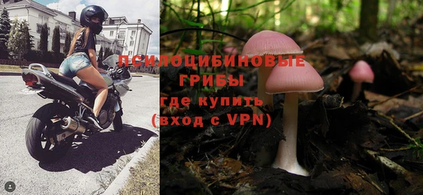 прущие грибы Абаза