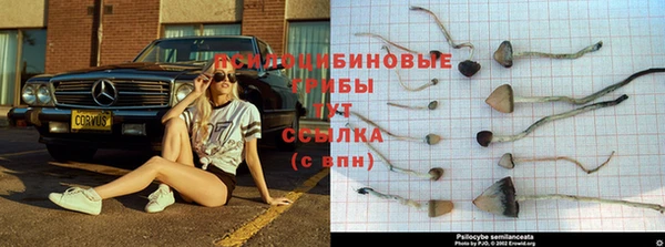 прущие грибы Абаза